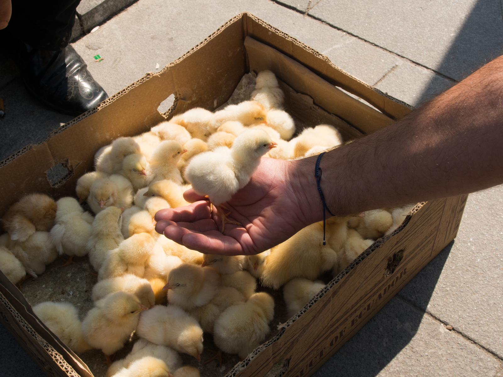 Spring Chicken Breed Directory